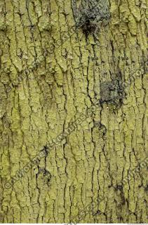 tree bark 0003